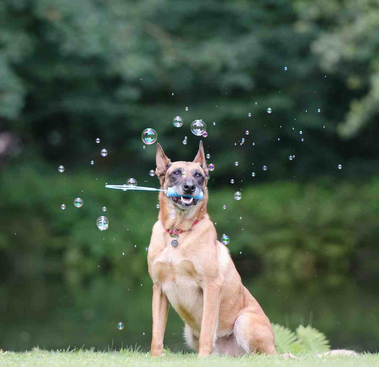 bulles de savon, truc de chien, chien montre un truc